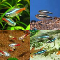 20x Neon Tetra Mix