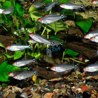 10x Rummynose Tetra 3.5cm