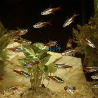 10x Neon Tetra 3cm