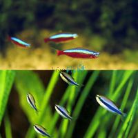 10xBlue Emperor Tetra & 10xCardinal Tetra 2.5-3cm