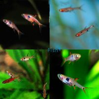 10x Rasbora Maculata