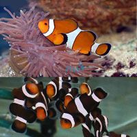 1xBlack&White and 1xOrange&White Clownfish 3.5cm