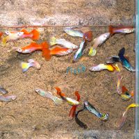20x Assorted Male Guppy