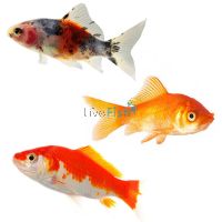20x Mixed Comets 9cm (Red & White Comets, Shubunkin, Comets)