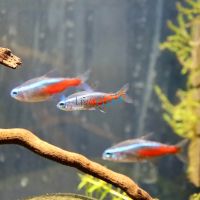 20x Neon Tetra 2cm
