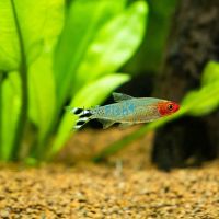 20x Rummynose Tetra 3.5cm 
