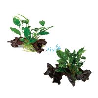 2x Assorted Anubias Mini Driftwood