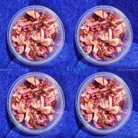 4x Alternanthera Reineckii - Mini - TC
