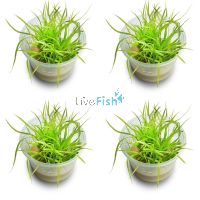 4x Cyperus Helferi - TC