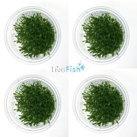 4x Glossostigma Elatinoides