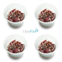 4x Ludwigia Glandulosa - TC
