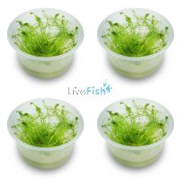 4x 'Milfoil' Myriophyllum Simulans - TC