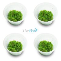 4x Riccia - TC