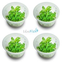 4x Hygrophila Stricta - Blue Stricta - TC 
