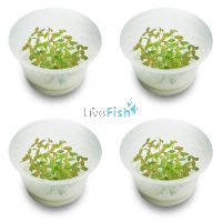 4x Proserpinaca Palustris 'Cuba' - Mer - TC