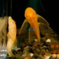 L/F Albino Bristlenose Catfish 3.5cm