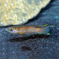 Poliaki 3cm - Aphyosemion 