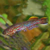 Aphyosemion Gardneri 3.5cm