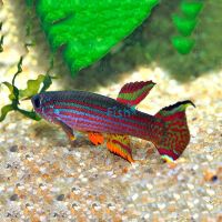 Striatum - Aphyosemion 3.5cm
