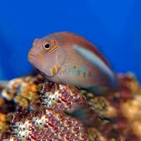 Arc Eyed Hawkfish MED