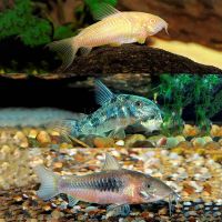 6x Assorted Corydoras 3.5cm