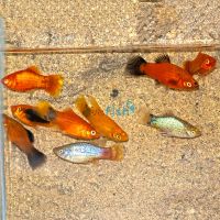 20x Assorted Platy 4cm