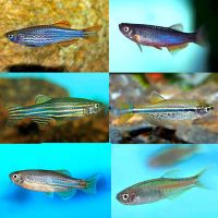 10x Assorted Danio 3.5cm