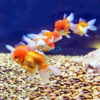 Assorted Oranda 5cm