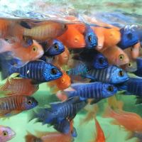 6x Assorted Peacock 5cm