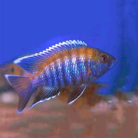 Blue Peacock 5cm