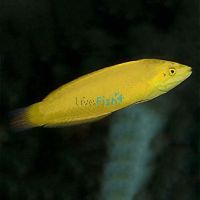Banana Wrasse - Medium