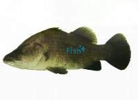 Barramundi 3cm