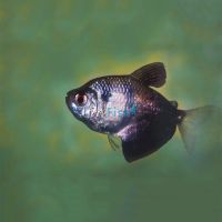 Black Widow Tetra 3cm