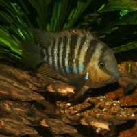 Blue-Eye Cichilasoma 3.5cm