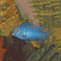 Blue Dolphin 3.5cm