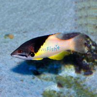 Coral Hogfish - Medium Adult