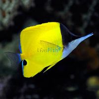 Butterflyfish Yellow Longnose MED