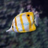 Copperband Butterflyfish - MED