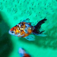 Calico Fantail Goldfish 7cm