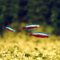 10x Cardinal Tetra 2.5cm