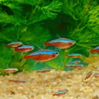 Cardinal Tetra Spectacular 2.5cm 