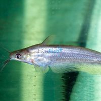 Rendahl's Catfish 8cm