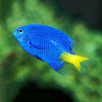 Yellow-Tail Damselfish MED