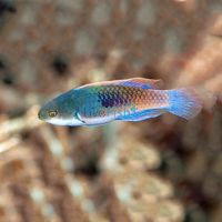 Blueside Fairy Wrasse - Medium