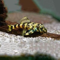 Clown Pleco 5cm