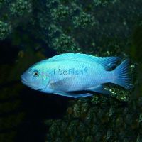Cobalt Blue Zebra 4cm