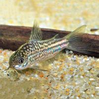 Elegans Corydoras 3.5cm