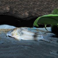 Ellisae Corydoras 3.5cm