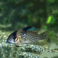 Leucomelas Corydoras 3.5cm