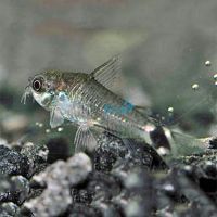 Hastatus Corydoras 1cm